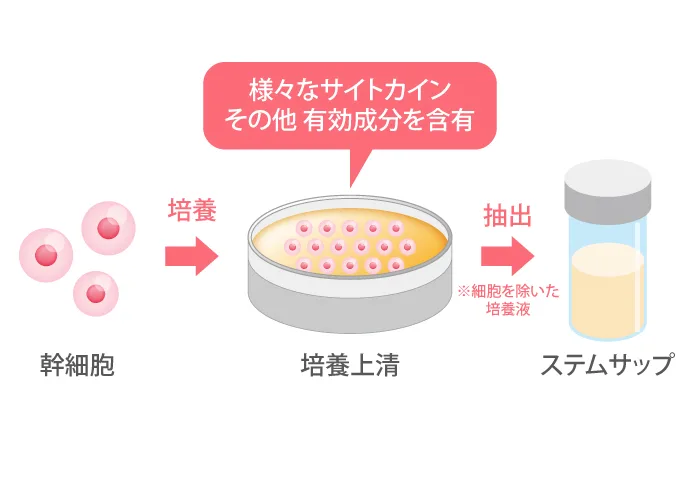 幹細胞培養上清液 | 麻布十番の皮膚科・美容皮膚科ならMBC・麻布十番