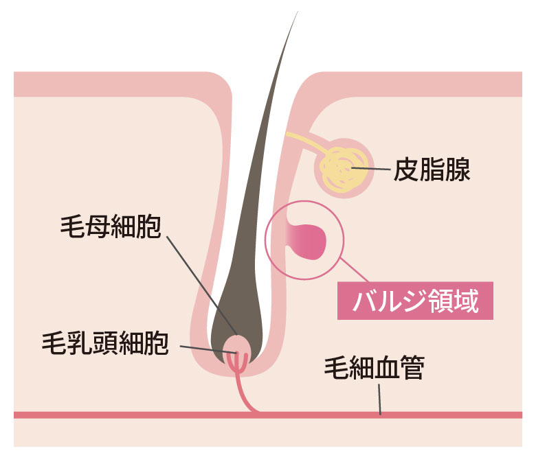 バジル領域イラスト