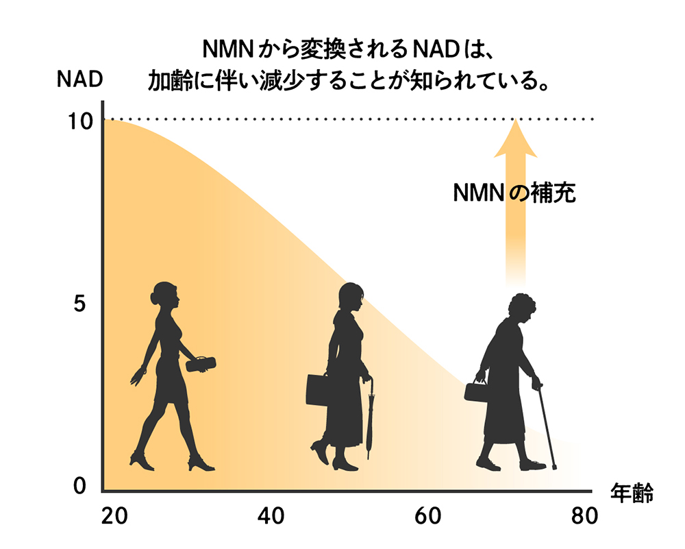NMN現象グラフ