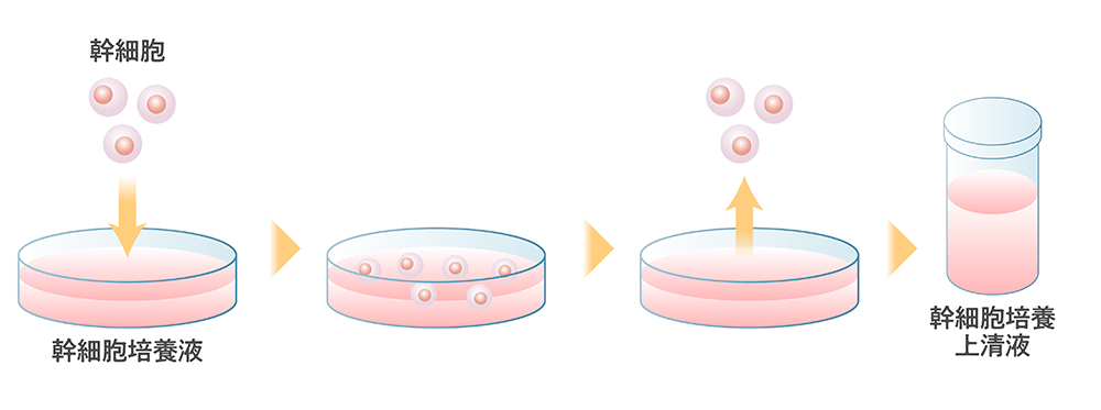 幹細胞培養液と幹細胞培養上清液の違い