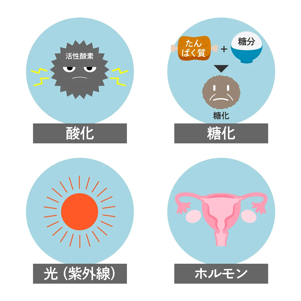 アンチ エイジング と は