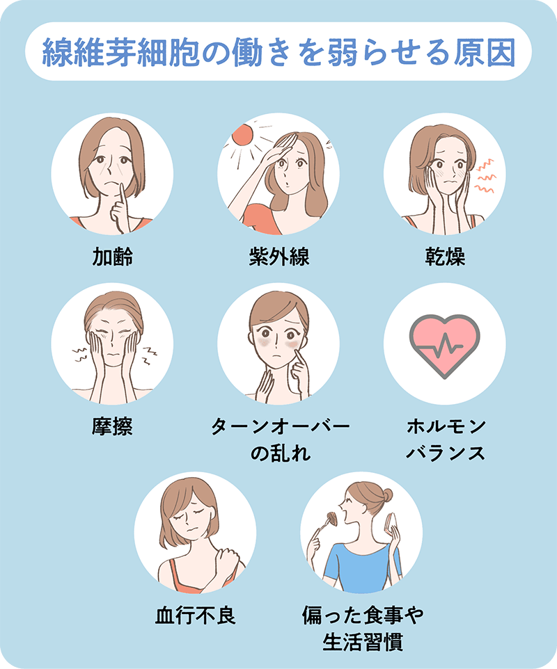 線維芽細胞の働きを弱らせてしまう原因